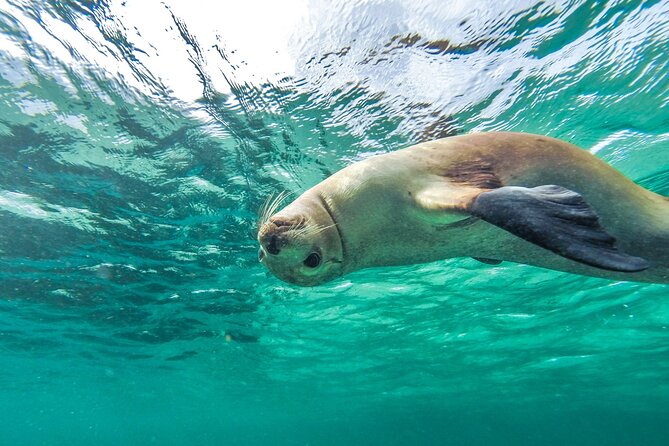 10-Day Adelaide to Perth Adventure Tour - Wildlife day near Baird Bay, surf lessons on remote beaches, and windmill-country quirks