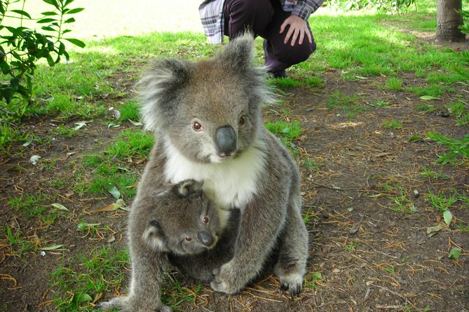 3-Day Adelaide to Melbourne Tour Including the Great Ocean Road - Day 2: crater lakes, Port Fairy, volcanic Tower Hill, and Great Ocean Road icons
