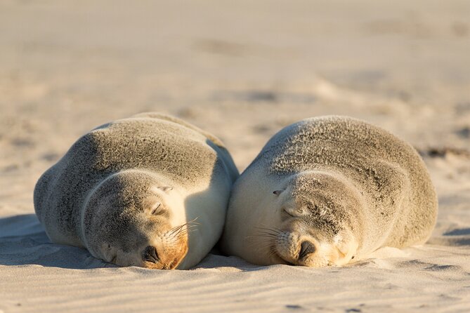 3-Day Kangaroo Island Adventure Tour - Key highlights worth planning for