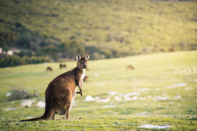 3-Day Kangaroo Island Adventure Tour - Getting There Smart: 6:30 am starts and the SeaLink ferry flow