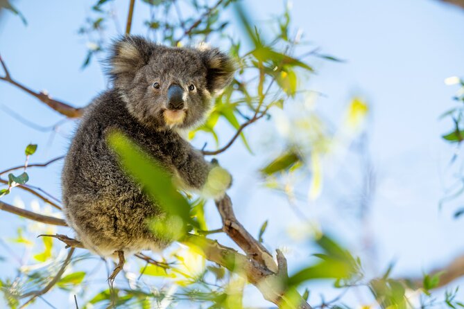 3-Day Kangaroo Island Adventure Tour - Head back to Adelaide: Penneshaw ferry at 5:30 pm