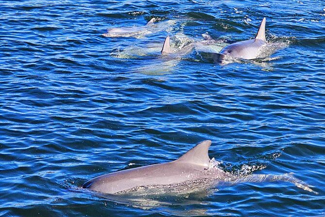 90 Minute Port River Dolphin & Ships Graveyard Cruise - Ships’ Graveyard: your best chance for dramatic photos