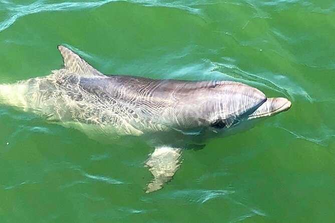 90 Minute Port River Dolphin & Ships Graveyard Cruise - Who should book this Port River cruise?