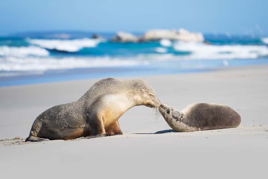 Adelaide: 3-Day Kangaroo Island Adventure Tour with Camping - Why this Adelaide to Kangaroo Island tour is such good value