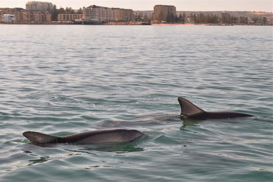 Adelaide: 4-Hour Guaranteed Wild Dolphin Watching Cruise - Best for families, first-timers, and wildlife-lovers