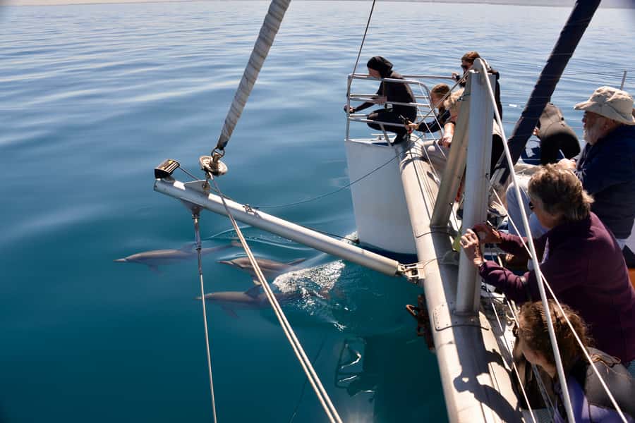 Adelaide: 4-Hour Guaranteed Wild Dolphin Watching Cruise - Getting to Marina Pier in Glenelg without stress