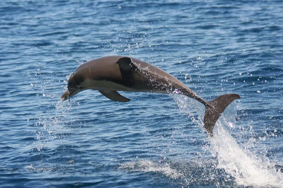 Adelaide: 4-Hour Guaranteed Wild Dolphin Watching Cruise - How to use the 3.5 hours on the water well