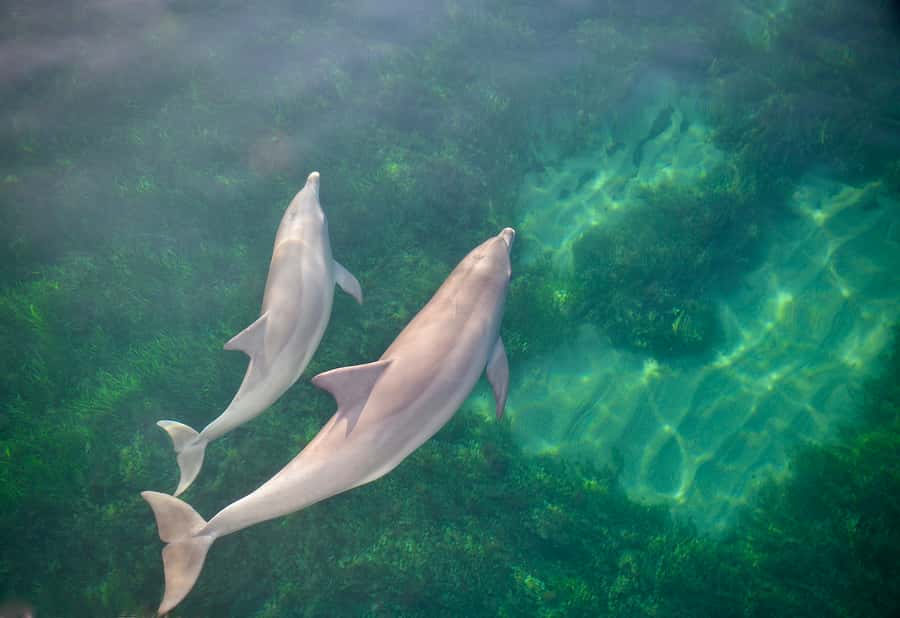 Adelaide: 4-Hour Guaranteed Wild Dolphin Watching Cruise - After the cruise: squeezing in Holdfast Shores and Jetty Road time