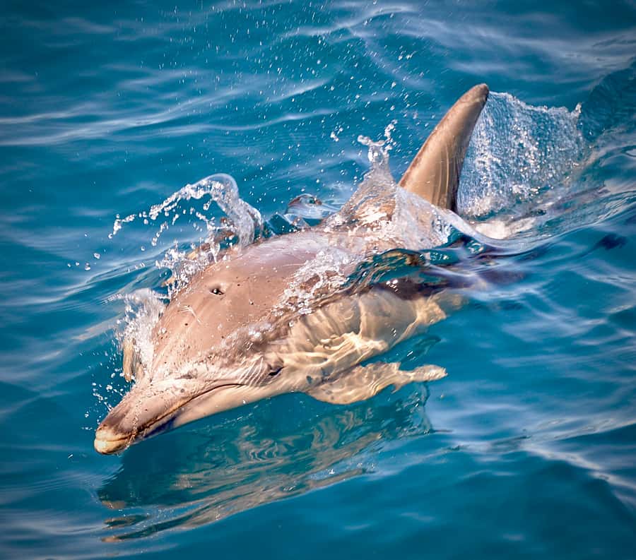 Adelaide: 4-Hour Guaranteed Wild Dolphin Watching Cruise - Should you choose the swim-with-dolphins option?