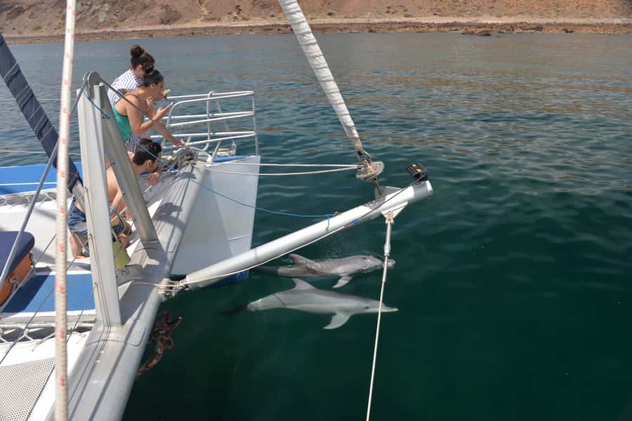 Adelaide: 4-Hour Guaranteed Wild Dolphin Watching Cruise - Price and value for an Adelaide dolphin watching cruise