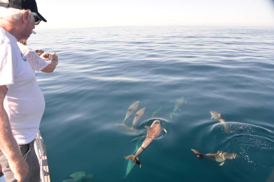 Adelaide: 4-Hour Guaranteed Wild Dolphin Watching Cruise - The Temptation catamaran ride: why the 58-foot size matters