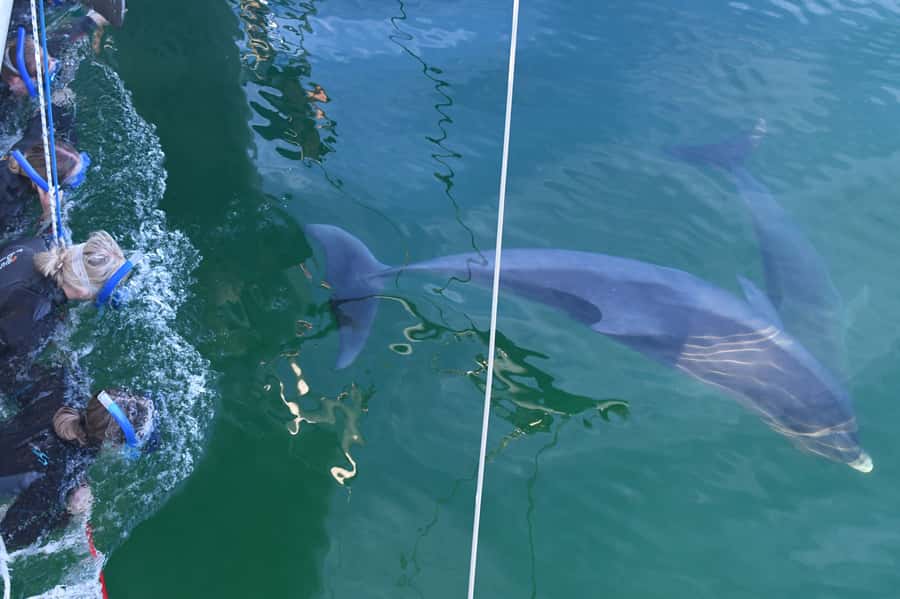 Adelaide: 4-Hour Swimming with Dolphins Experience - Key Points to Know Before You Go