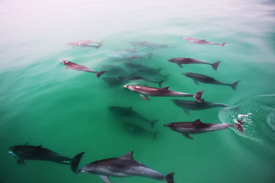 Adelaide: 4-Hour Swimming with Dolphins Experience - Setting Out From Glenelg: Marina Pier and the Temptation Catamaran