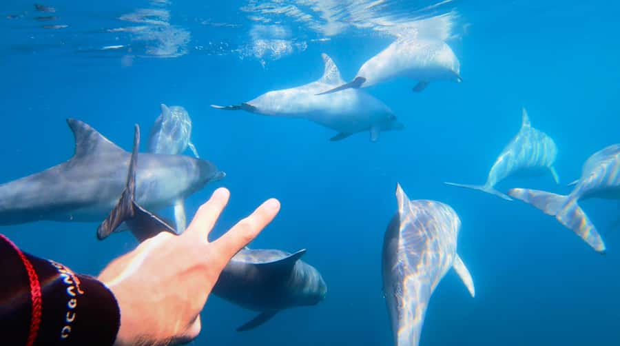 Adelaide: 4-Hour Swimming with Dolphins Experience - What It Really Means to Swim: Net, Rope Tow, and Front vs Back