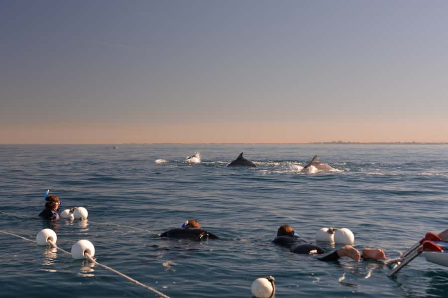 Adelaide: 4-Hour Swimming with Dolphins Experience - Dolphin Ethics and Safety: They Don’t Chase Wildlife