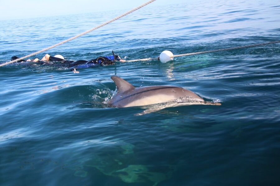 Adelaide: 4-Hour Swimming with Dolphins Experience - The Southern Coast Views: Cruise Time Isn’t Wasted Time