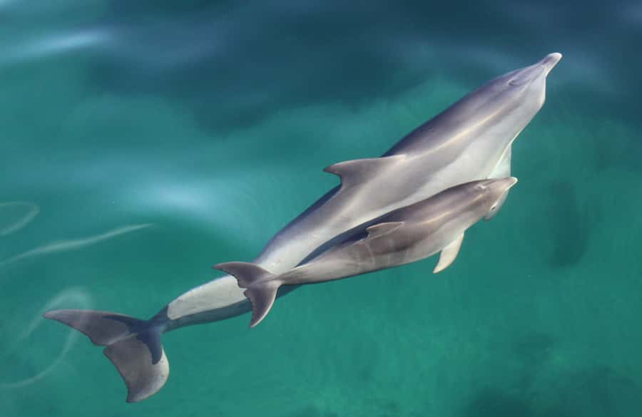 Adelaide: 4-Hour Swimming with Dolphins Experience - Your Gear Plan: What’s Included and What You Should Bring