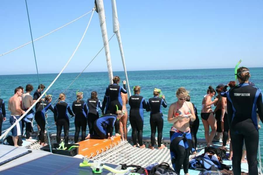 Adelaide: 4-Hour Swimming with Dolphins Experience - Seasickness and Comfort: The Part No One Can Skip