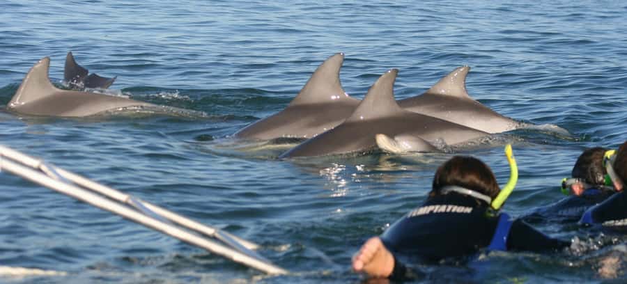 Adelaide: 4-Hour Swimming with Dolphins Experience - The Cruise and Dolphin Search: Plan for Waiting (It’s Worth It)