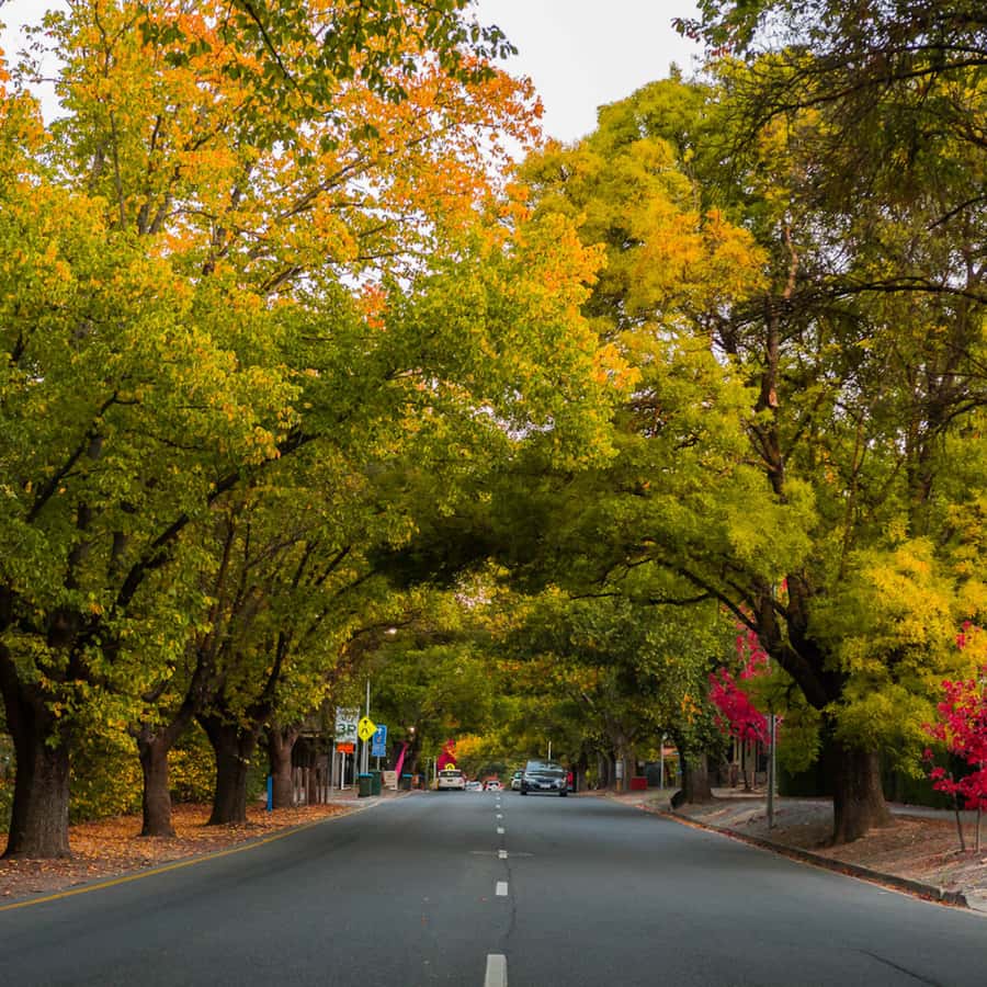 Adelaide: City Highlights and Hahndorf Tour with Pickup - Pickup, vehicles, and the real pace of a 4-hour highlights tour