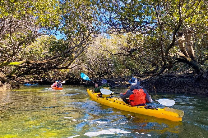 Adelaide Dolphin Sanctuary and Ships Graveyard Kayak Tour - What You Get for $55.94: Value That’s More Than a Rental
