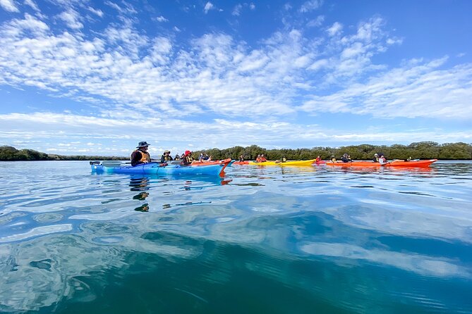 Adelaide Dolphin Sanctuary and Ships Graveyard Kayak Tour - Adelaide Dolphin Sanctuary: Mangroves, Birds, and the Real Dolphin Odds