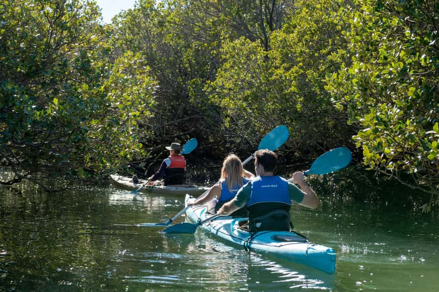 Adelaide: Dolphin Sanctuary Eco Kayaking Tour - Key things that make this tour worth your time