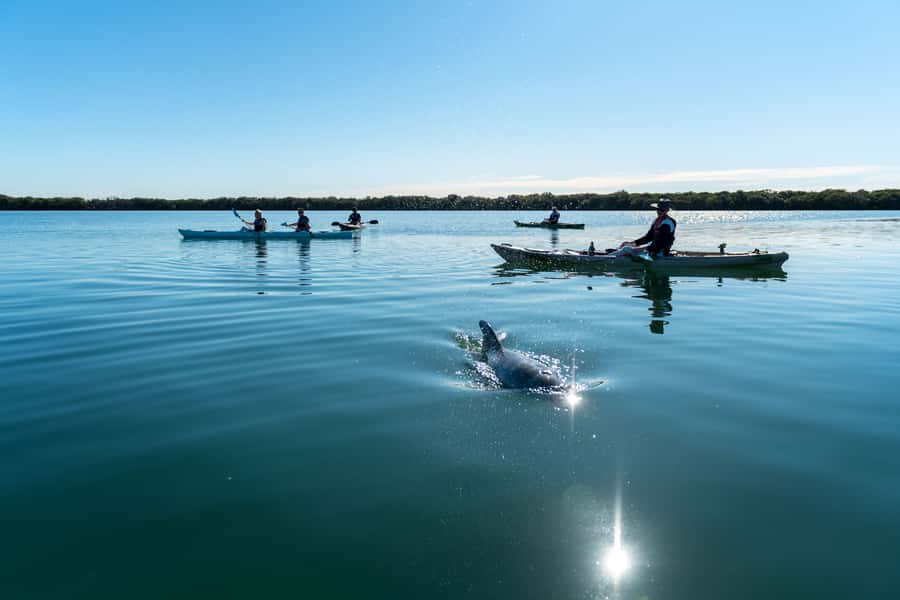 Adelaide: Dolphin Sanctuary Eco Kayaking Tour - The 10,000-year-old mangroves: where the ecosystem does the talking