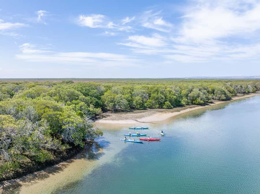 Adelaide: Dolphin Sanctuary Mangroves Kayak Tour - Key things to know before you paddle