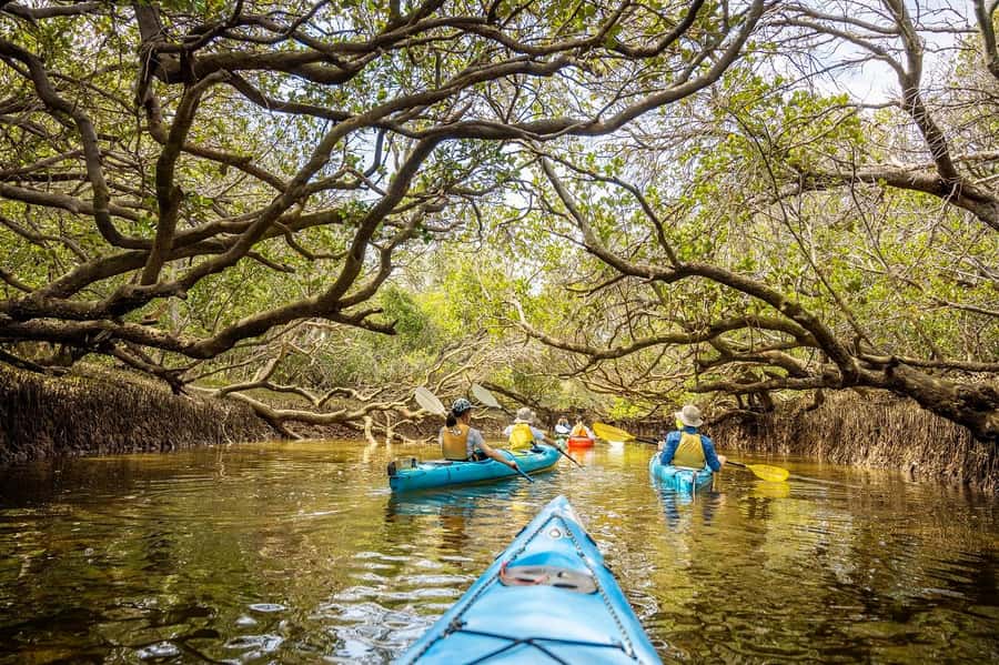 Adelaide: Dolphin Sanctuary Mangroves Kayak Tour - A 90-minute mangrove paddle built for Port River Dolphins