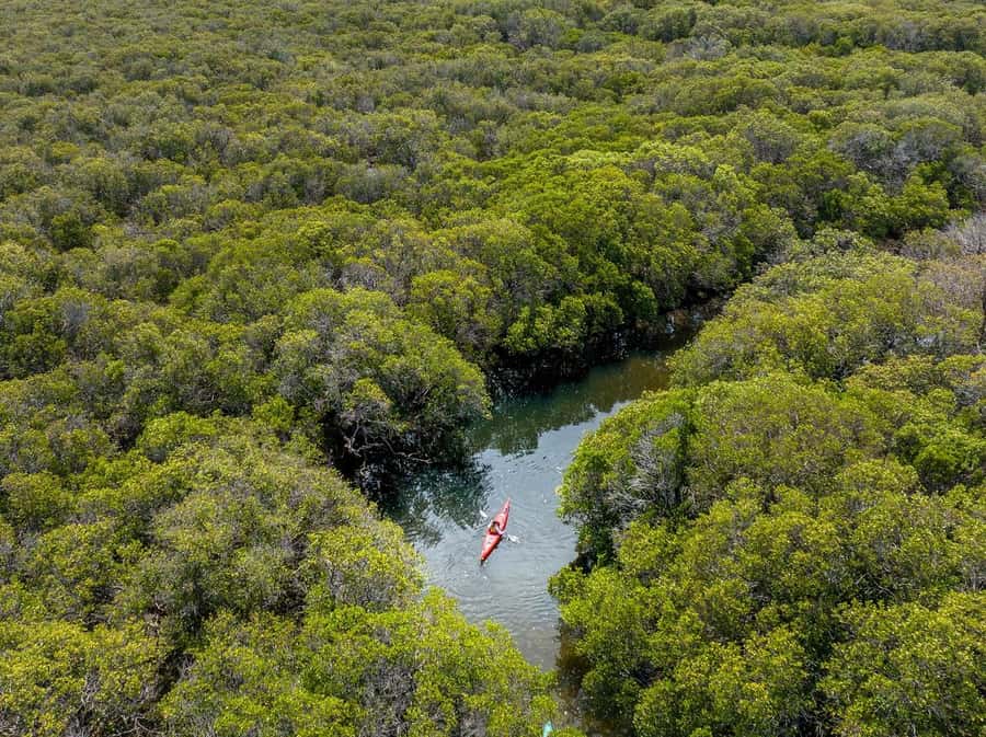 Adelaide: Dolphin Sanctuary Mangroves Kayak Tour - Kayaks, group size, and how the trip feels once you’re moving