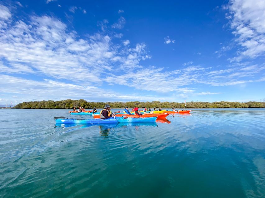 Adelaide: Dolphin Sanctuary Mangroves Kayak Tour - Wildlife spotting beyond dolphins: mangroves as living habitat