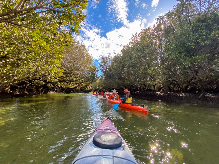 Adelaide: Dolphin Sanctuary Mangroves Kayak Tour - Adelaide logistics: Garden Island, parking, and getting there