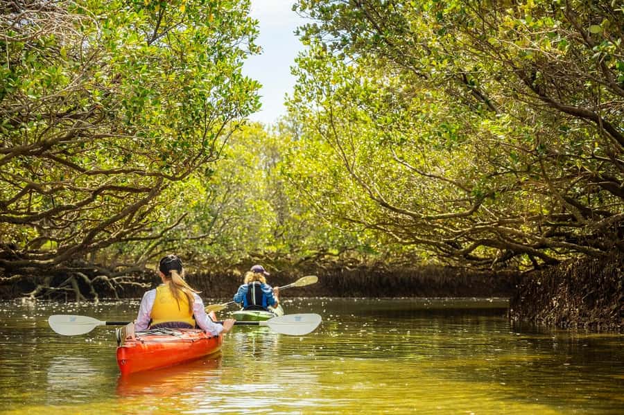 Adelaide: Dolphin Sanctuary Mangroves Kayak Tour - Price and value: is $38 for 90 minutes actually fair?