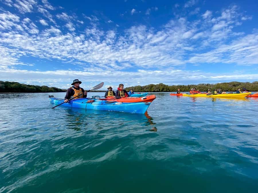 Adelaide: Dolphin Sanctuary Mangroves Kayak Tour - Meet-up, launch energy, and what you do first