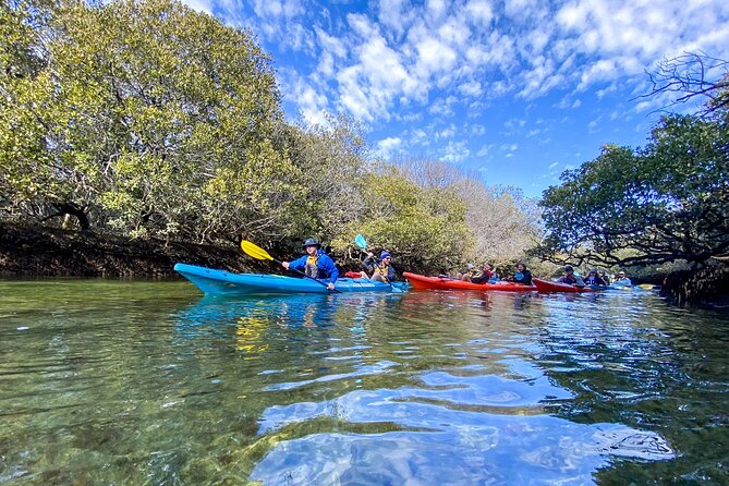 Adelaide Dolphin Sanctuary Mangroves Kayaking Tour - Price and Value: Is $39.45 a Good Deal?
