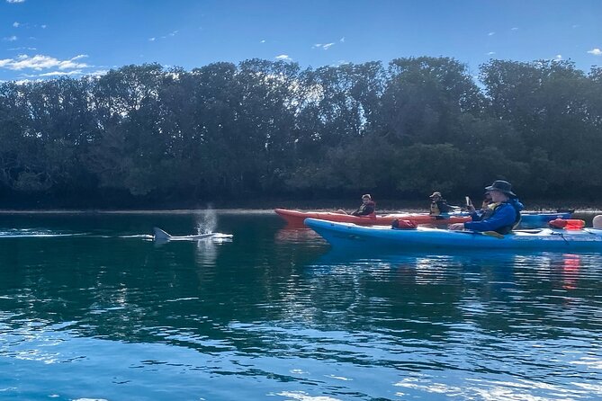 Adelaide Dolphin Sanctuary Mangroves Kayaking Tour - Gear and Launch Details at Adventure Kayaking SA