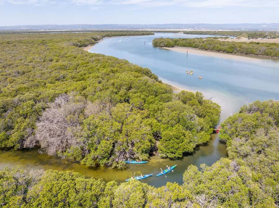 Adelaide: Dolphin Sanctuary Single or Double Kayak Rental - Mangrove Creeks, Dolphins, and Your 2-Hour Route
