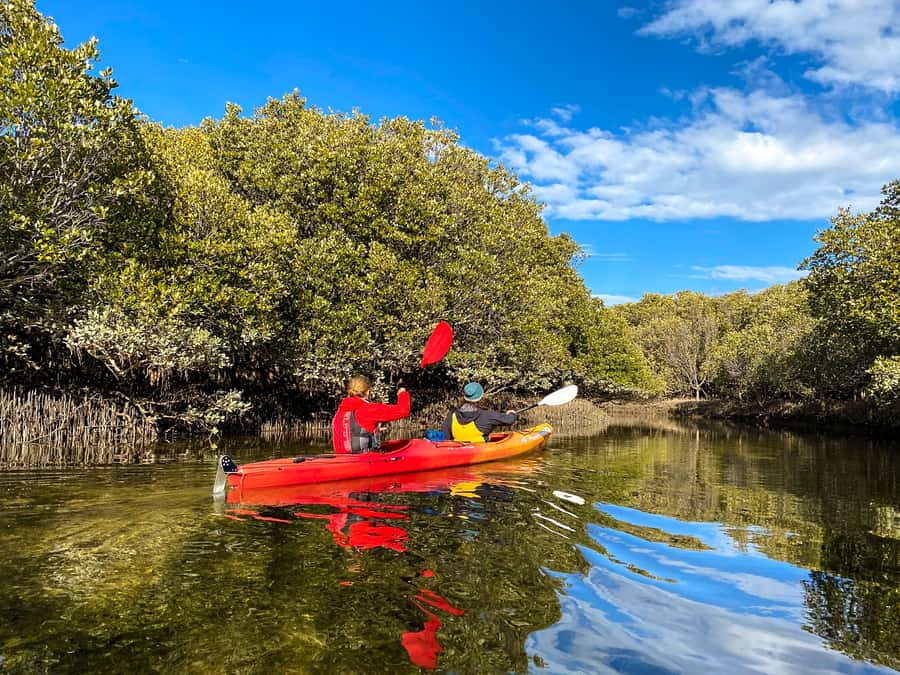 Adelaide: Dolphin Sanctuary Single or Double Kayak Rental - What to Bring and Wear So the Paddle Stays Comfortable