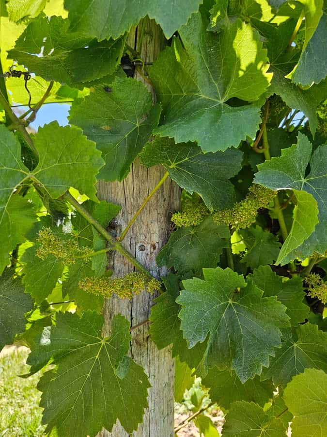 Adelaide: Hahndorf & Hills Wine and/or Gin Tour - Key highlights you’ll actually care about