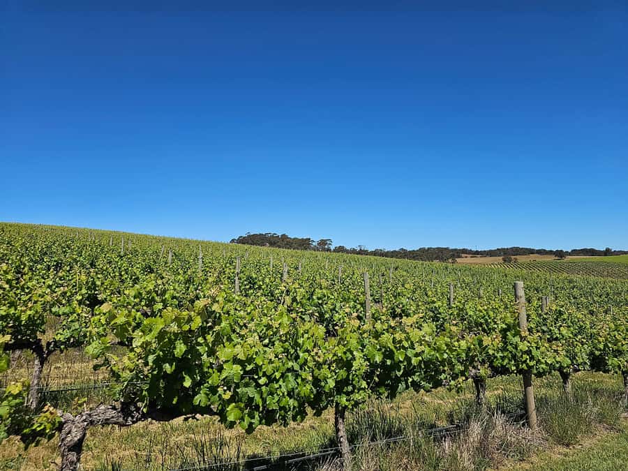 Adelaide: Hahndorf & Hills Wine and/or Gin Tour - Haigh’s Chocolates factory stop: 45 minutes you can use well