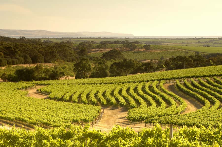 Adelaide: Half-day McLaren Vale & Glenelg Wine Tasting Tour - Glenelg: Short Seafront Time and Dinner Decisions
