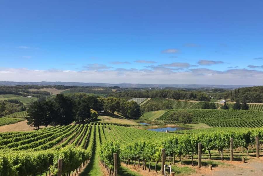Adelaide Hills Divine Wine Tour - Key things to know before you go