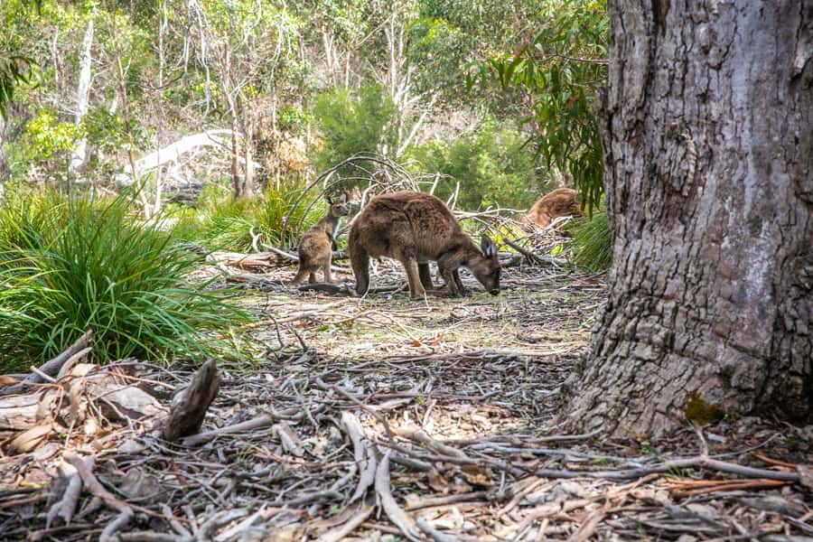 Adelaide: Kangaroo Island 2-Day Epic Wildlife Adventure - Kangaroo Island Brewery and Beehive honey: local flavors with context
