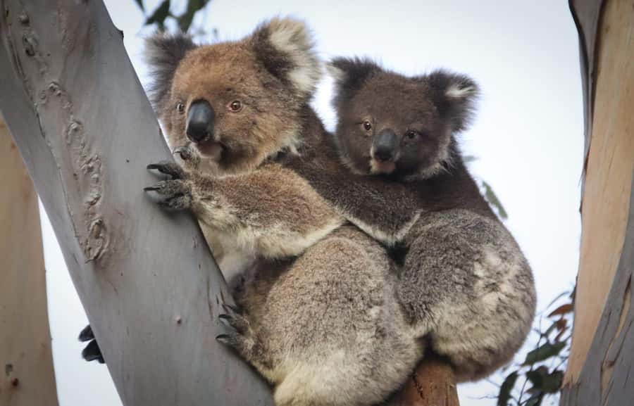 Adelaide: Kangaroo Island 2-Day Epic Wildlife Adventure - Stokes Bay and Parndana: beach time, less tourist noise