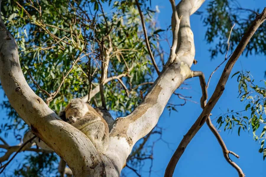 Adelaide: Morialta Wilderness and Wildlife Hike - Key highlights you’ll feel right away