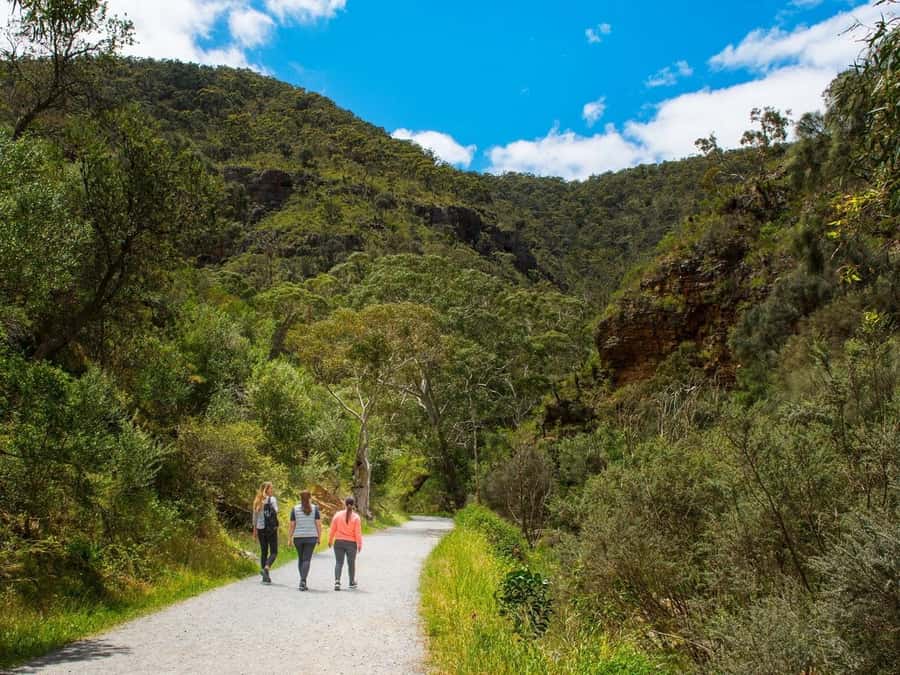 Adelaide: Morialta Wilderness and Wildlife Hike - Why wild koalas happen here (and how to spot more than one)