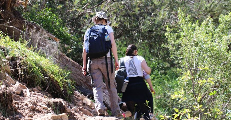 Adelaide: Morialta Wilderness and Wildlife Hike - Frogs, geckos, skinks, and “listen first” wildlife moments