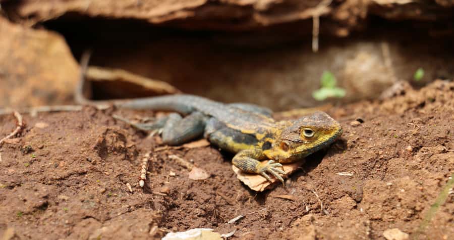 Adelaide: Morialta Wilderness and Wildlife Hike - Birdlife with a mission: Fairy-wrens, Golden Whistlers, Lorikeets, and Kookaburras