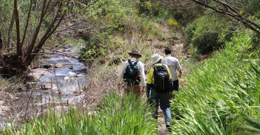 Adelaide: Morialta Wilderness and Wildlife Hike - How the guide makes the walk feel like fieldwork, not sightseeing